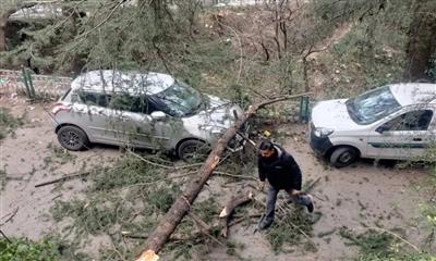 शिमला जाखू के रीच माउंट एरिया में गिरा देवदार का हरा पेड़, दो गाड़ियों को नुकसान, पढ़ें पूरी खबर..