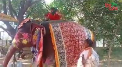 हाथी पर बैठकर योग कर रहे थे बाबा रामदेव, धड़ाम से गिरे , वीडियो वायरल